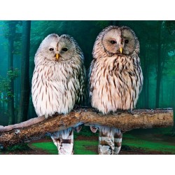 3D Diamant Pixel Bild Eulen