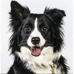 3D Diamant Pixel Bild Border Collie