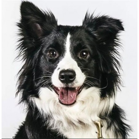3D Diamant Pixel Bild Border Collie
