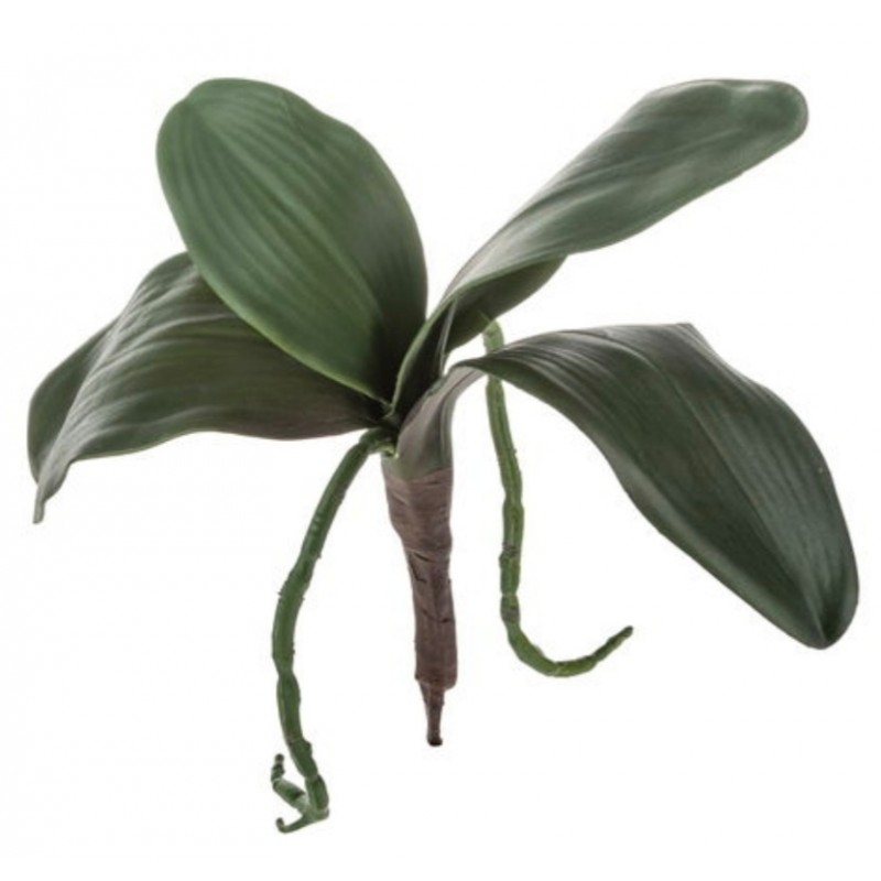 Orchideen Blätter