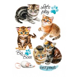 Bügel Bild Katzen