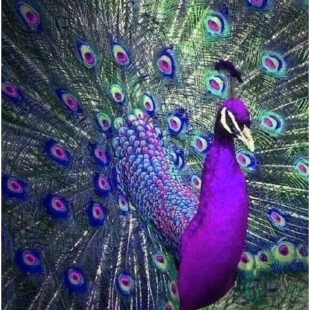 3D Diamant Pixel Bild Pfau