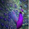 3D Diamant Pixel Bild Pfau