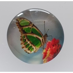 Cabochon Schmetterling grün