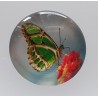 Cabochon Schmetterling grün