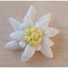 Porzellan Edelweiss