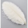 Straussenfeder weiss 18 cm