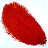 Straussenfeder rot