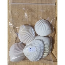 Muscheln weiss