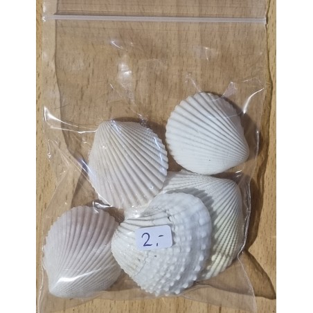 Muscheln weiss
