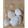 Muscheln weiss