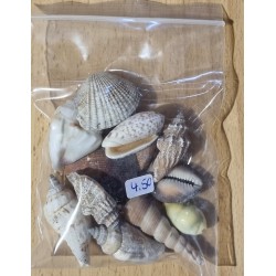 Muscheln gemischt