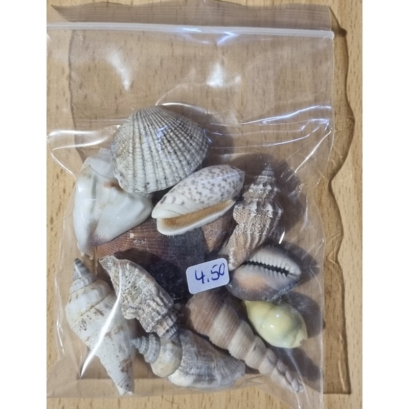 Muscheln gemischt