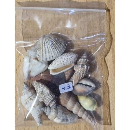 Muscheln gemischt