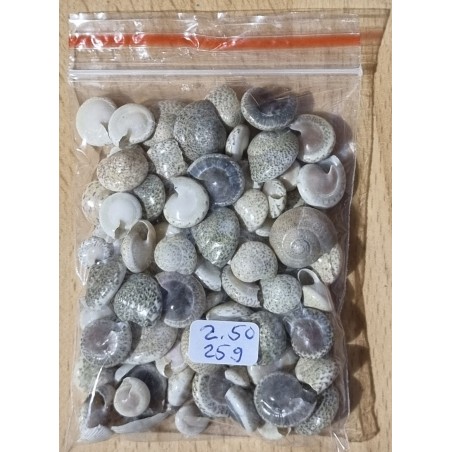 Mini Muscheln gemischt