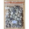 Mini Muscheln gemischt