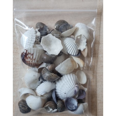 Mini Muscheln/Schneckenhäuschen