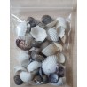 Mini Muscheln/Schneckenhäuschen