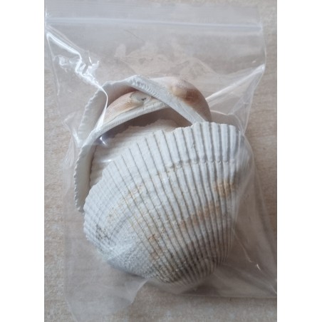 Muscheln
