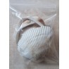 Muscheln