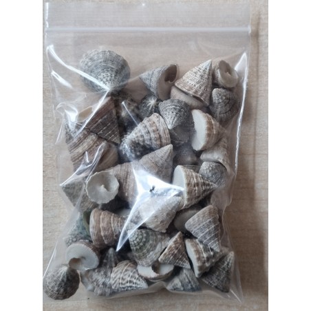 Muscheln