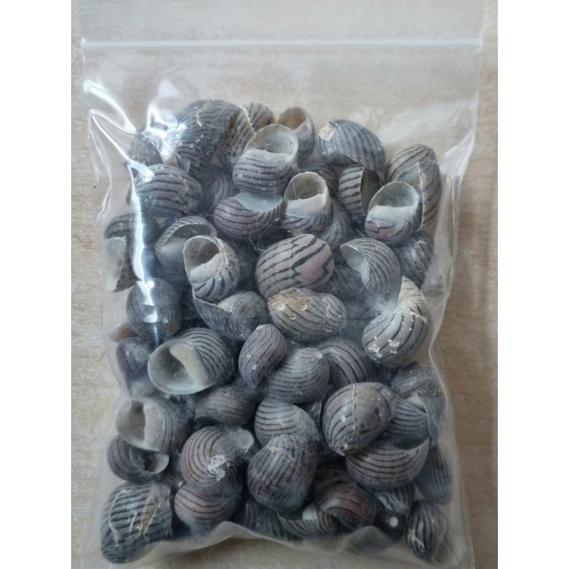 Muscheln