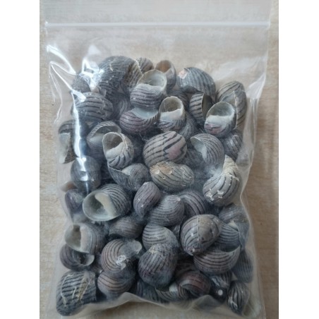 Muscheln