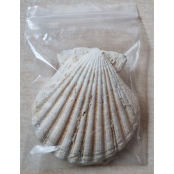 Muscheln
