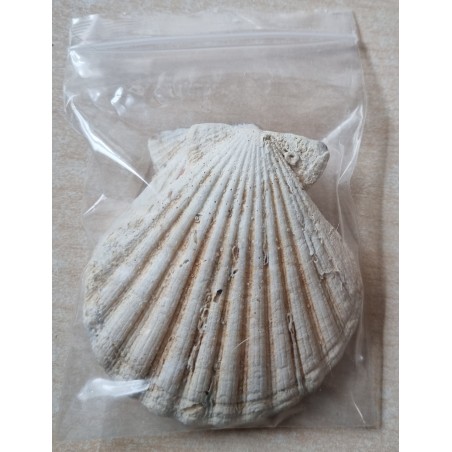 Muscheln