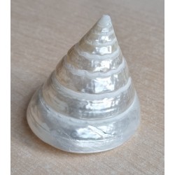 Muscheln