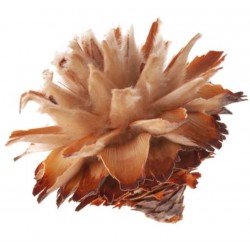 Leucospernum Blüte