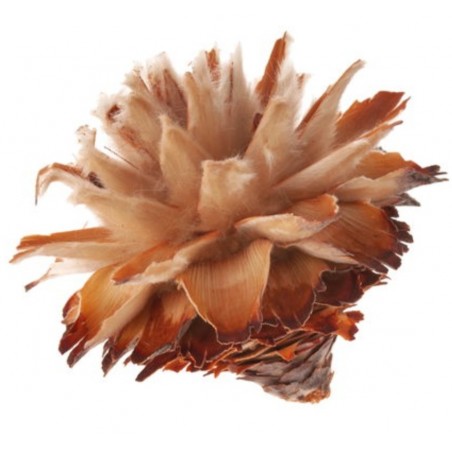 Leucospernum Blüte
