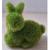 Mini Hase Moos