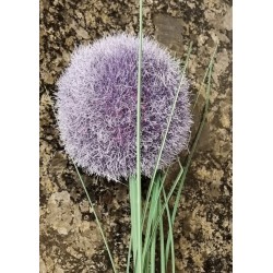 Kunstblume violette