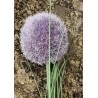 Kunstblume violette