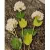 Kunstblume weiss