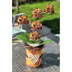 Nespresso Kapseln Orchidee lachs/gold