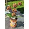 Nespresso Kapseln Orchidee lachs/gold