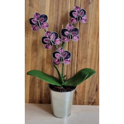 Nespresso Kapseln Orchideen magenta/violette