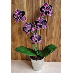 Nespresso Kapseln Orchideen magenta/violette