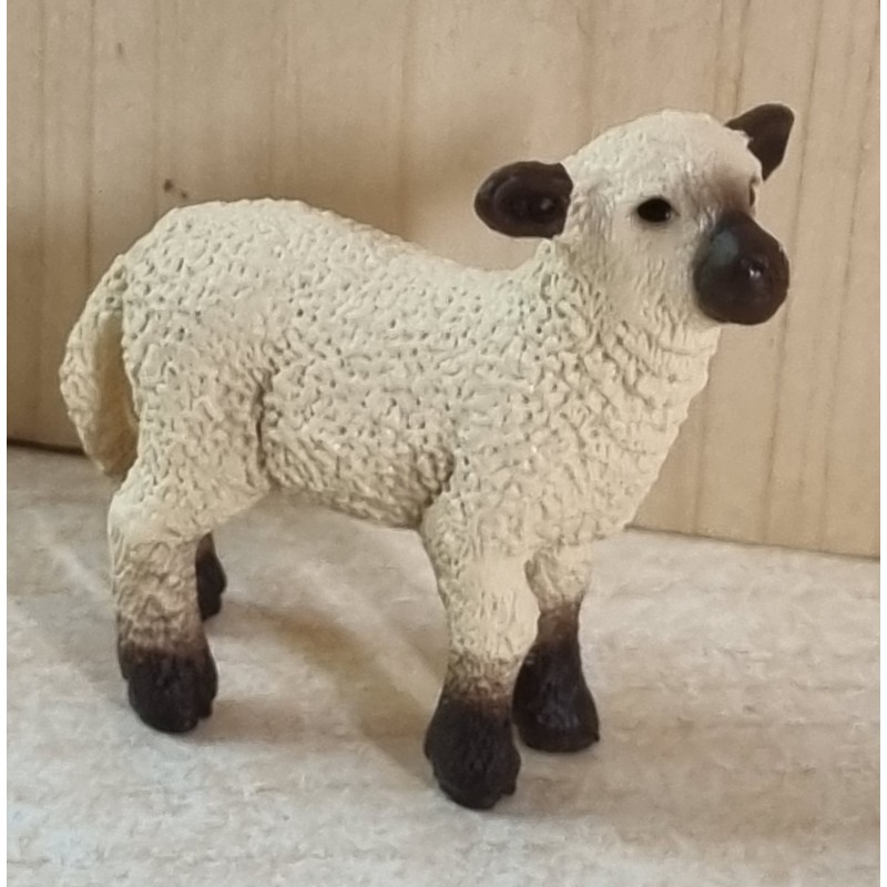 Schwarznasen Schaf