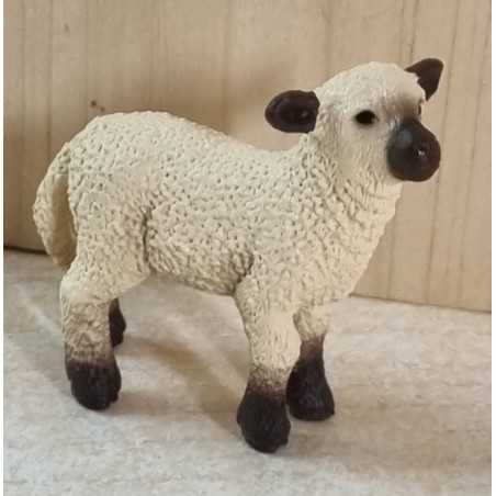 Schwarznasen Schaf