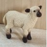 Schwarznasen Schaf