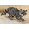 Waschbär