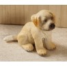 Junger Goldenretriever