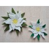 Filz Edelweiss 2