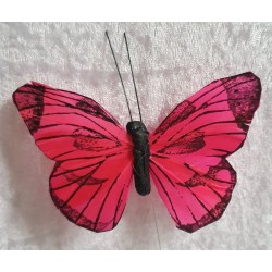 Schmetterling coralle