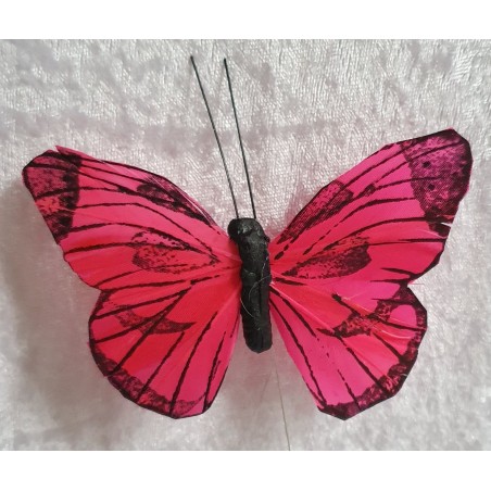 Schmetterling coralle