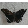 Schmetterling schwarz/braun