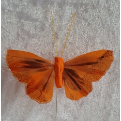 Schmetterling orange